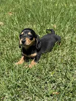 Peanut, a male Miniature Dachshund for sale in Walnut, MS – 1 of 6