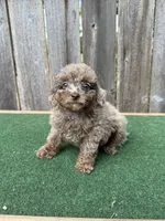 Ella , a female Poodle - Miniature  for sale in Walnut, MS – 5 of 5