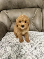 Cooper, a male Miniature Goldendoodle for sale in Walnut, MS – 2 of 8