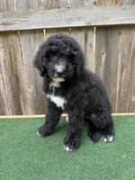 Sadie, a female Bernedoodle for sale in Walnut, MS – 4 of 9