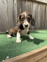 Bella, a female Miniature Dachshund for sale in Walnut, MS – 4 of 10