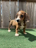 Tinker, a female Miniature Dachshund for sale in Walnut, MS – 2 of 6