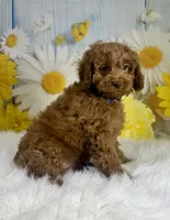 Louie, a male Cockapoo for sale in Walnut, MS – 2 of 3