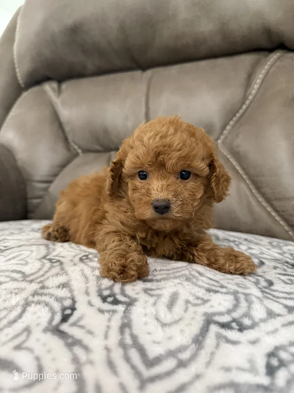 Marlee – Poodle - Miniature  puppy for sale in Walnut, MS