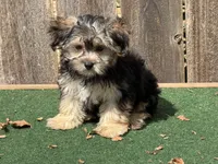 Jag , a male Morkie for sale in Walnut, MS – 2 of 5