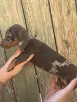 Pixy, a female Miniature Dachshund for sale in Walnut, MS – 3 of 3