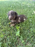 Bella, a female Miniature Dachshund for sale in Walnut, MS – 5 of 8