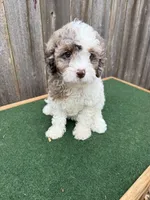 Ella, a female Cavapoo for sale in Walnut, MS – 4 of 7