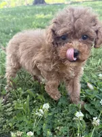 Buddy, a female Miniature Goldendoodle for sale in Walnut, MS – 4 of 8