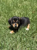 Bella, a female Miniature Dachshund for sale in Walnut, MS – 7 of 7