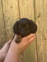 Lady, a female Miniature Dachshund for sale in Walnut, MS – 6 of 6
