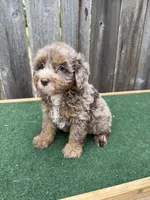 Dart, a male Schnoodle for sale in Walnut, MS – 9 of 9
