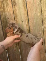 Damon, a male Miniature Dachshund for sale in Walnut, MS – 3 of 5