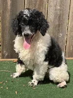 Oreo , a male Poodle - Miniature  for sale in Walnut, MS – 3 of 5