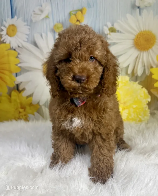 Cooper – Cockapoo puppy for sale in Walnut, MS