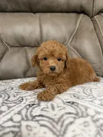 Marlee, a female Poodle - Miniature  for sale in Walnut, MS – 6 of 8