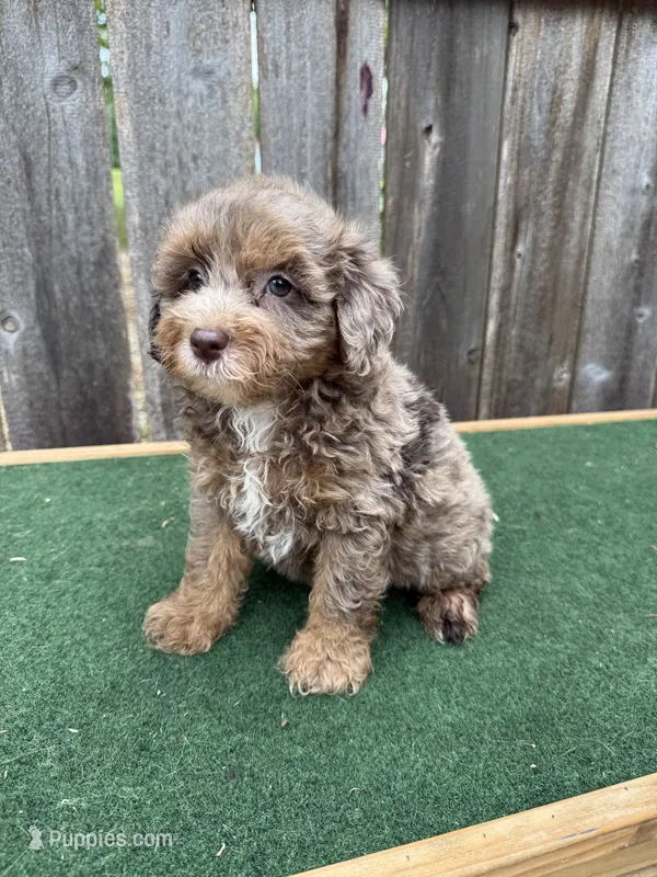 Dart – Schnoodle puppy for sale in Walnut, MS