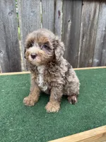 Dart, a male Schnoodle for sale in Walnut, MS – 1 of 9