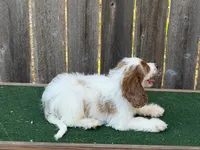 Sam, a male Cockapoo for sale in Walnut, MS – 4 of 4