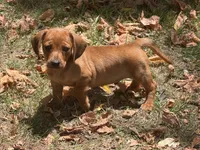 Reese , a male Miniature Dachshund for sale in Walnut, MS – 4 of 4