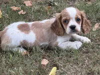 Lacy , a male Cockalier for sale in Walnut, MS – 4 of 4