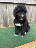 Bailey, a female Bernedoodle for sale in Walnut, MS – 2 of 8