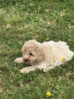 Lily, a female Miniature Goldendoodle for sale in Walnut, MS – Photo 3 of 5