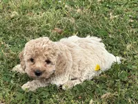 Lily, a female Miniature Goldendoodle for sale in Walnut, MS – Photo 5 of 5