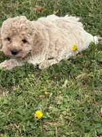 Lily, a female Miniature Goldendoodle for sale in Walnut, MS – Photo 4 of 5