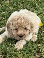 Lily, a female Miniature Goldendoodle for sale in Walnut, MS – Photo 2 of 5
