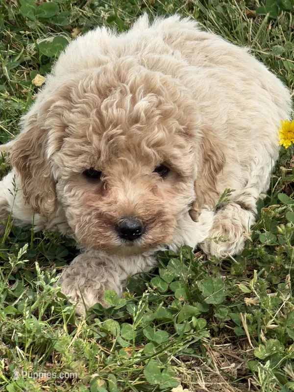 Lily – Miniature Goldendoodle puppy for sale in Walnut, MS