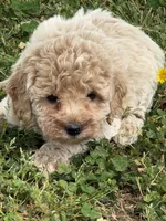 Lily, a female Miniature Goldendoodle for sale in Walnut, MS – Photo 1 of 5