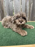 Chase, a male Schnoodle for sale in Walnut, MS – 5 of 6