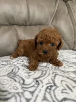 Macy, a female Poodle - Miniature  for sale in Walnut, MS – 4 of 7
