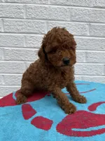 Lola, a female Miniature Goldendoodle for sale in Walnut, MS – Photo 4 of 7