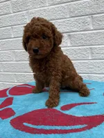 Lola, a female Miniature Goldendoodle for sale in Walnut, MS – Photo 6 of 7