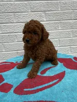 Lola, a female Miniature Goldendoodle for sale in Walnut, MS – Photo 2 of 7