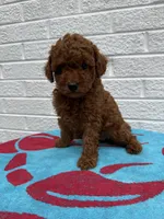 Lola, a female Miniature Goldendoodle for sale in Walnut, MS – Photo 7 of 7