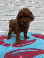 Lola, a female Miniature Goldendoodle for sale in Walnut, MS – Photo 3 of 7