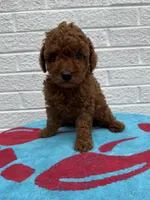 Lola, a female Miniature Goldendoodle for sale in Walnut, MS – Photo 1 of 7