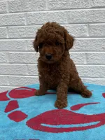 Lola, a female Miniature Goldendoodle for sale in Walnut, MS – Photo 5 of 7