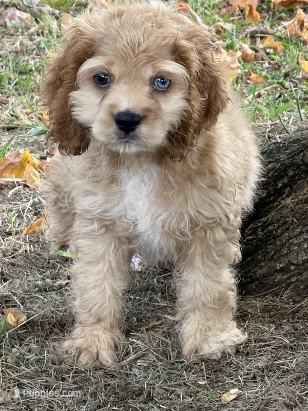 Archie – Cocker Spaniel puppy for sale in Walnut, MS