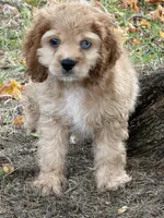 Archie, a male Cocker Spaniel for sale in Walnut, MS – 1 of 3