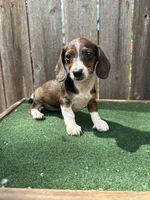 Bella, a female Miniature Dachshund for sale in Walnut, MS – 10 of 10
