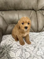 Cooper, a male Miniature Goldendoodle for sale in Walnut, MS – 7 of 8