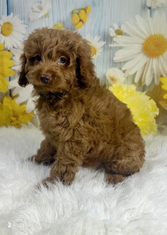 Louie – Cockapoo puppy for sale in Walnut, MS