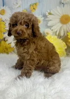 Louie, a male Cockapoo for sale in Walnut, MS – 1 of 3