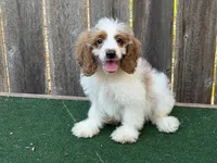Sam, a male Cockapoo for sale in Walnut, MS – 3 of 4