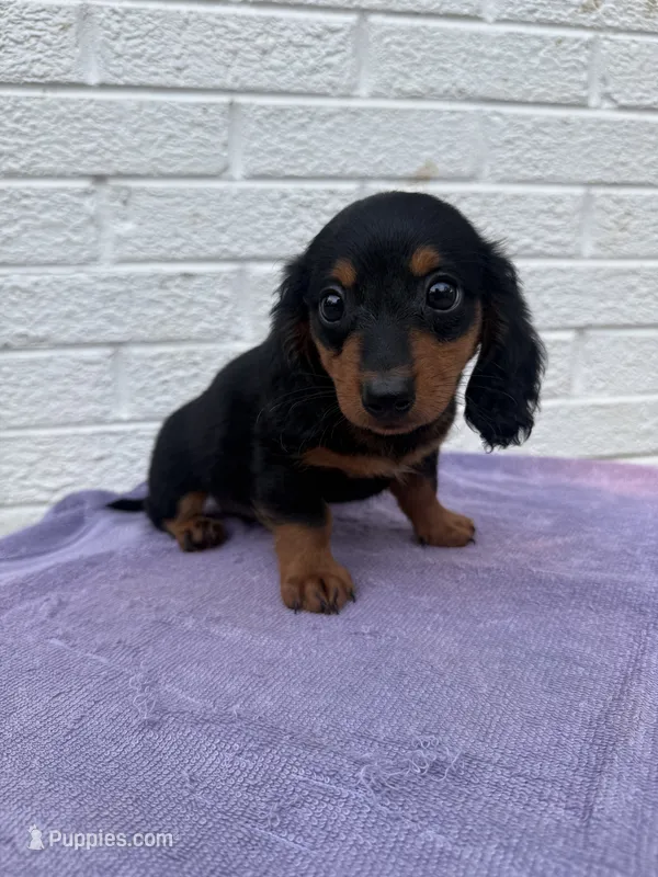KJ – Miniature Dachshund puppy for sale in Walnut, MS