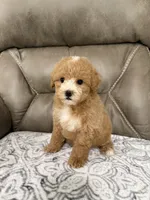 Bear, a male Miniature Goldendoodle for sale in Walnut, MS – 8 of 8